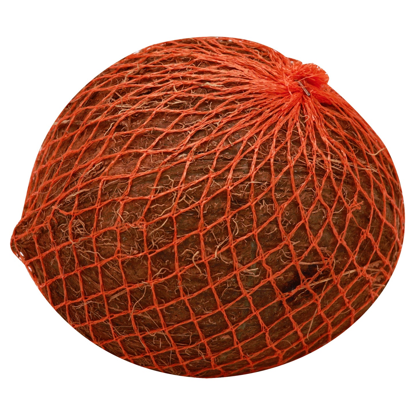Coconut (Coco)