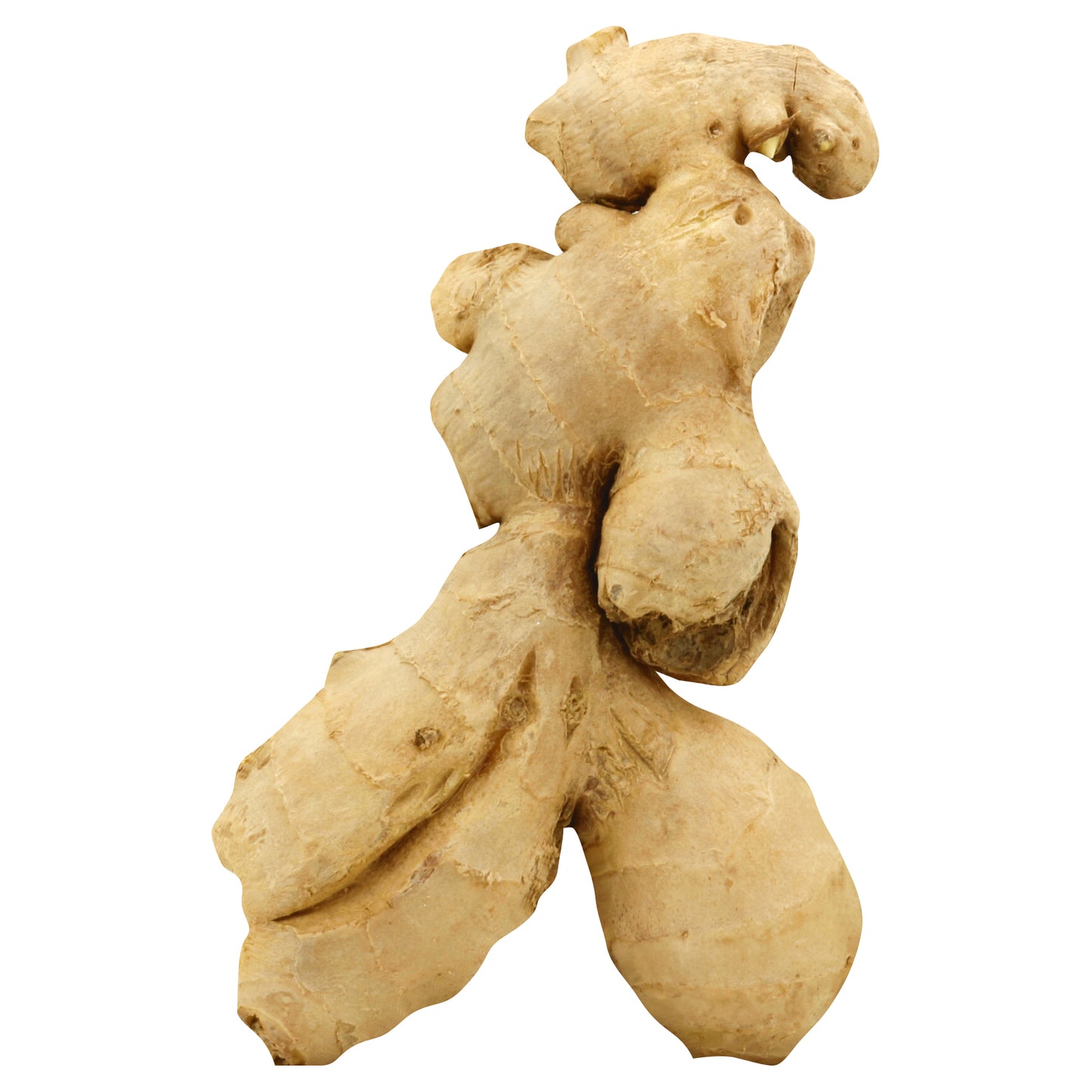 Ginger (Gengibre)