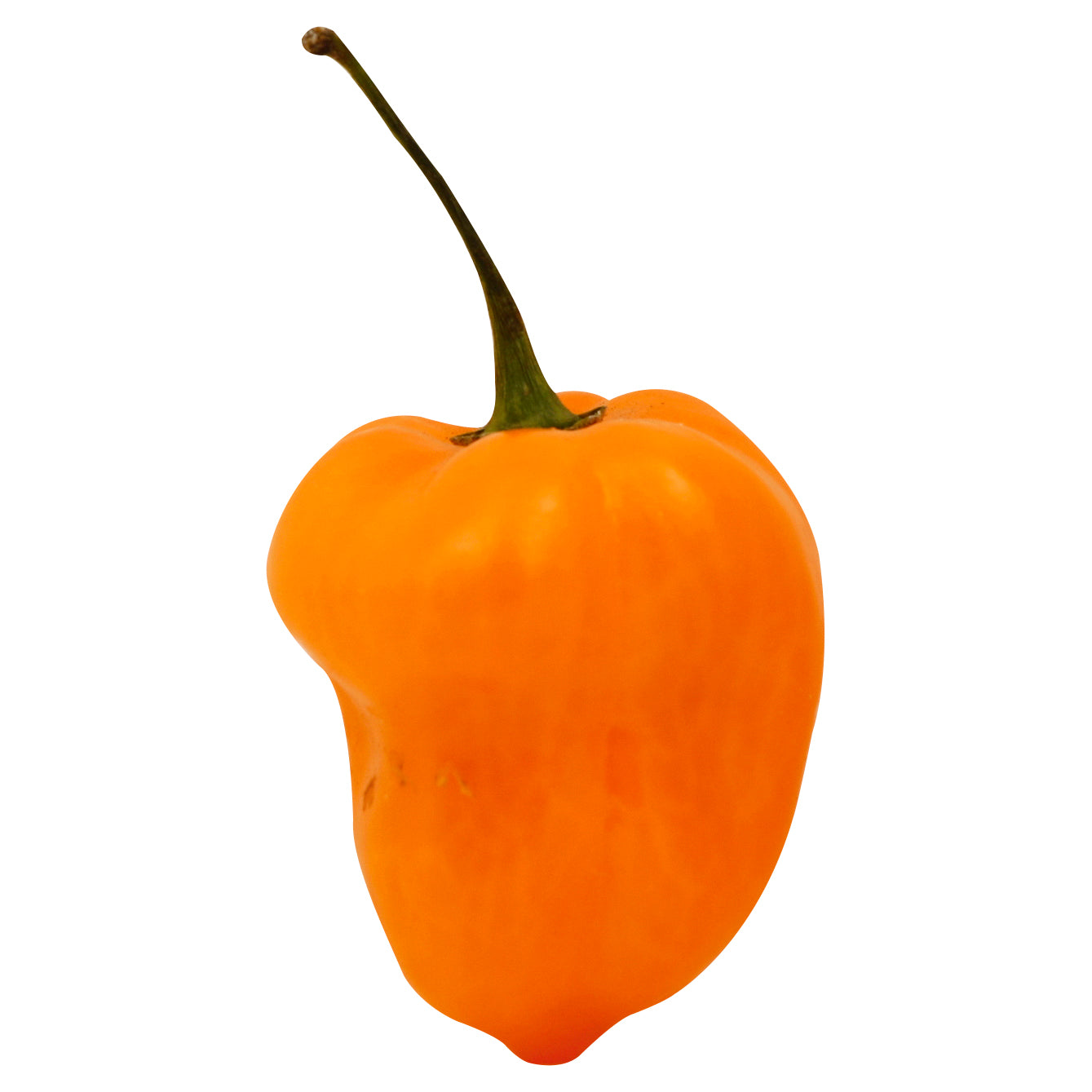 Pimiento habanero (chile habanero)