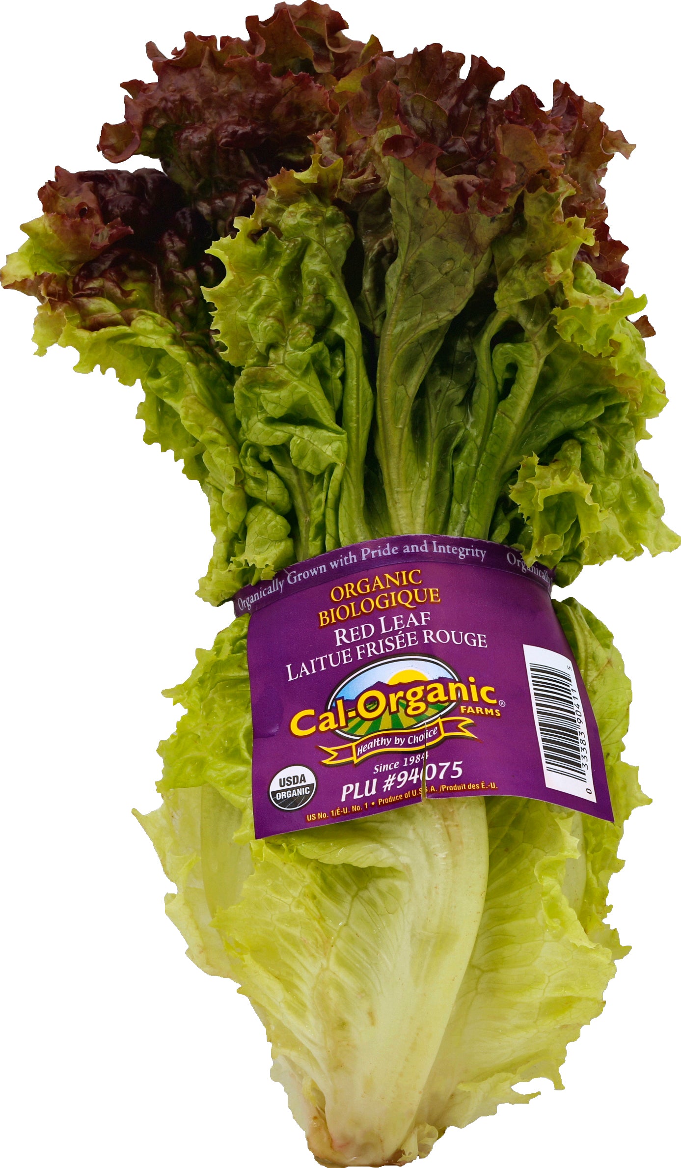 Lechuga