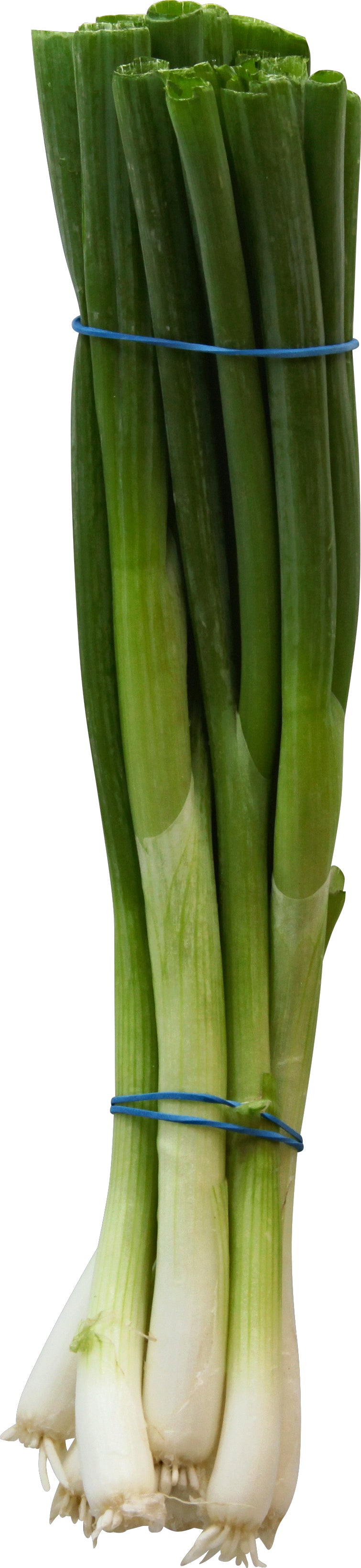 Cebollitas verdes