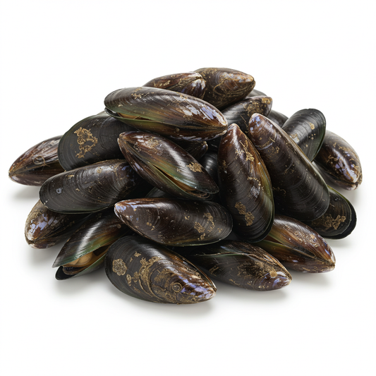 Mussel (Mejillón)
